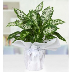 Dieffenbachia Camilla - Difenbahya