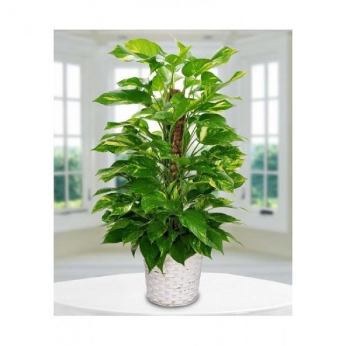 Epipremnum Aureum Pothos Salon Sarmaşık Büyük Boy