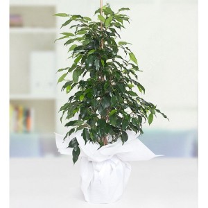 Ficus Benjamin Bitkisi (Daniella)