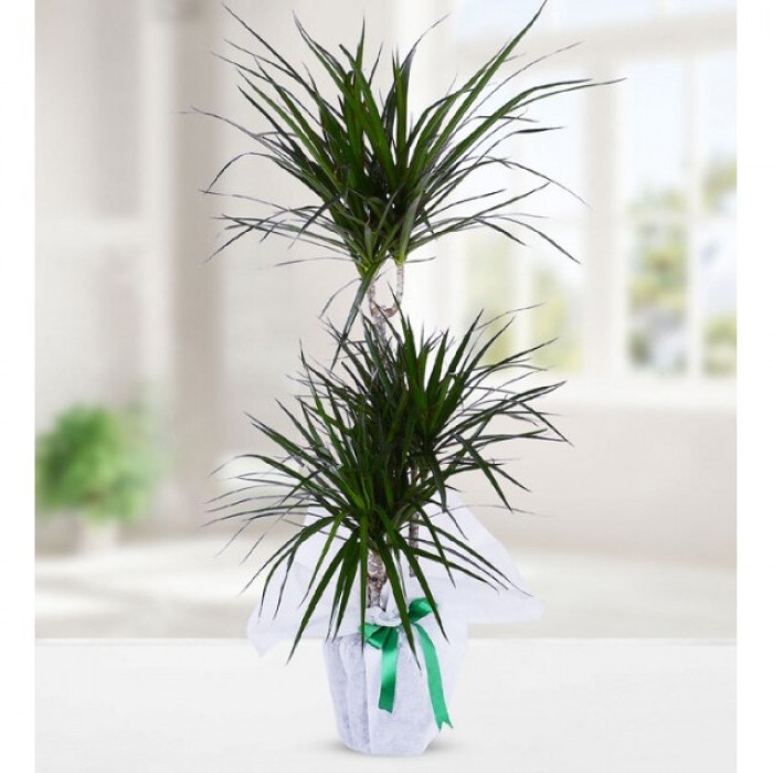 ÜÇLÜ DRACENA MARGİNATA