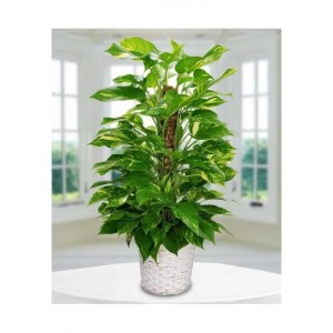 Epipremnum Aureum Pothos Sarmaşık Orta Boy