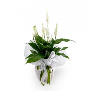 Barış Çiçeği Spathiphyllum (Spatifilyum)