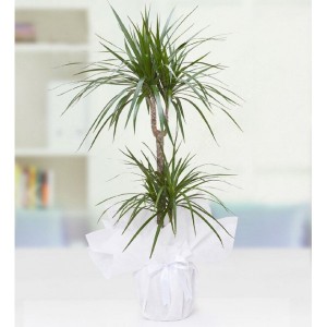 İkili Dracena Marginata