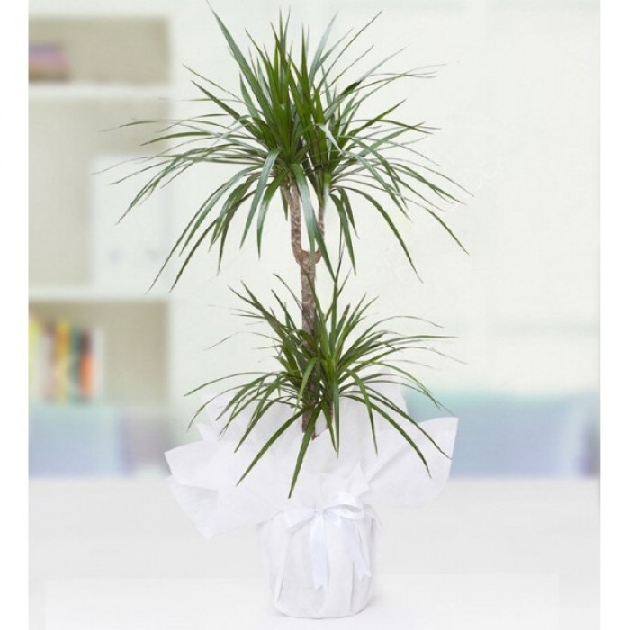 İkili Dracena Marginata